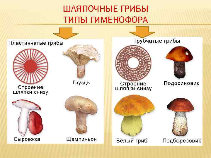ШЛЯПОЧНЫЕ ГРИБЫ ТИПЫ ГИМЕНОФОРА 