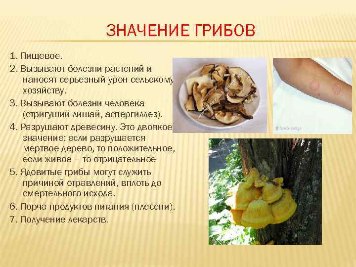      ЗНАЧЕНИЕ ГРИБОВ 1. Пищевое. 2. Вызывают болезни растений и