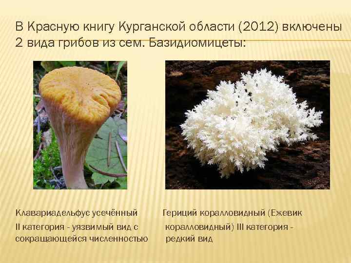 В Красную книгу Курганской области (2012) включены 2 вида грибов из сем. Базидиомицеты: Клавариадельфус