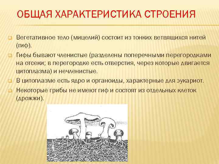   ОБЩАЯ ХАРАКТЕРИСТИКА СТРОЕНИЯ q  Вегетативное тело (мицелий) состоит из тонких ветвящихся