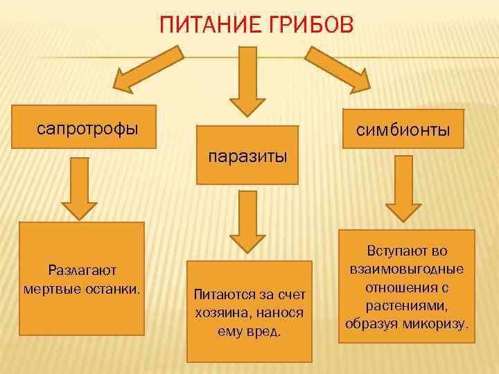     ПИТАНИЕ ГРИБОВ сапротрофы     симбионты  
