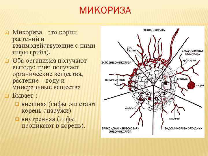     МИКОРИЗА q  Микориза - это корни растений и взаимодействующие