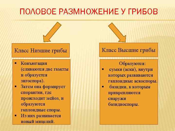  ПОЛОВОЕ РАЗМНОЖЕНИЕ У ГРИБОВ  Класс Низшие грибы  Класс Высшие грибы §
