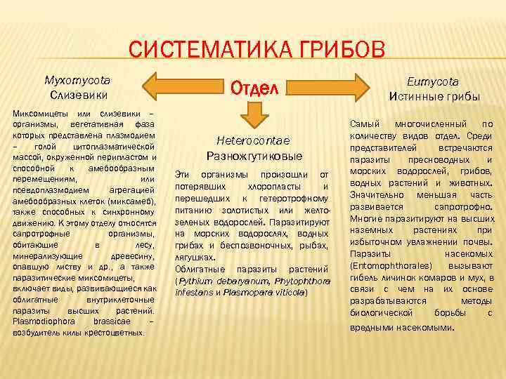       СИСТЕМАТИКА ГРИБОВ  Myxomycota    