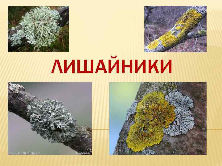 ЛИШАЙНИКИ 