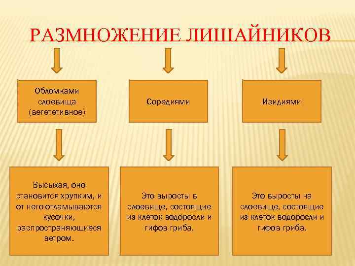 Характеристика лишайников 7 класс