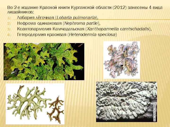 Во 2 -е издание Красной книги Курганской области (2012) занесены 4 вида лишайников: 1)