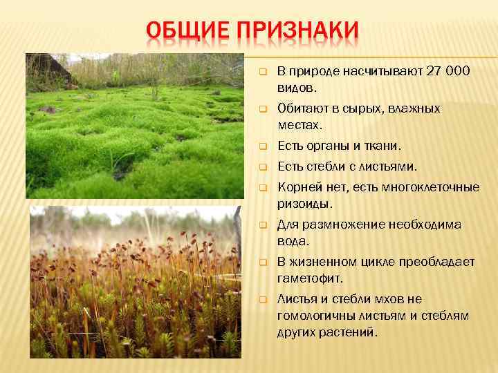   В природе насчитывают 27 000 видов. Обитают в сырых, влажных местах. Есть
