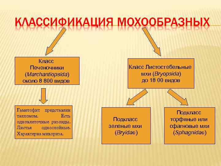   Класс Печеночники    Класс Листостебельные  (Marchantiopsida)   