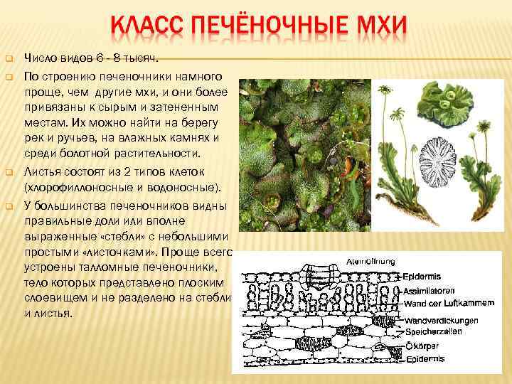  Число видов 6 - 8 тысяч. По строению печеночники намного проще, чем