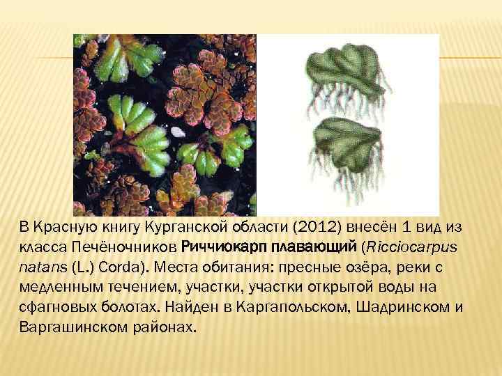 В Красную книгу Курганской области (2012) внесён 1 вид из класса Печёночников Риччиокарп плавающий
