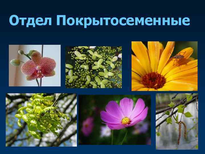 Отдел Покрытосеменные 