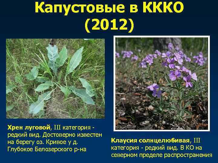   Капустовые в КККО    (2012) Хрен луговой, III категория -