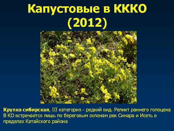    Капустовые в КККО    (2012) Крупка сибирская, III категория