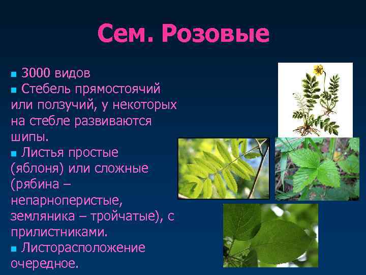   Сем. Розовые n 3000 видов n Стебель прямостоячий или ползучий, у некоторых