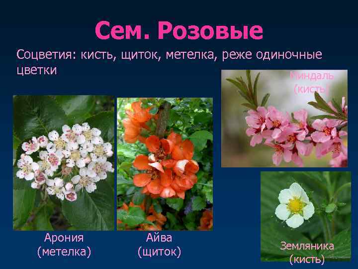     Сем. Розовые Соцветия: кисть, щиток, метелка, реже одиночные цветки 