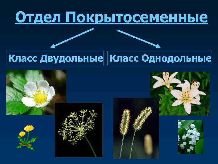 Покрытосеменные растения относятся к высшим. Отдел Покрытосеменные класс Однодольные. Соцветия покрытосеменных. Пастушья сумка покрытосеменное или голосеменное.