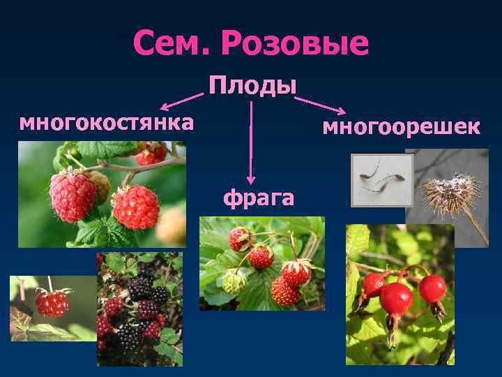   Сем. Розовые   Плоды многокостянка  многоорешек  а  
