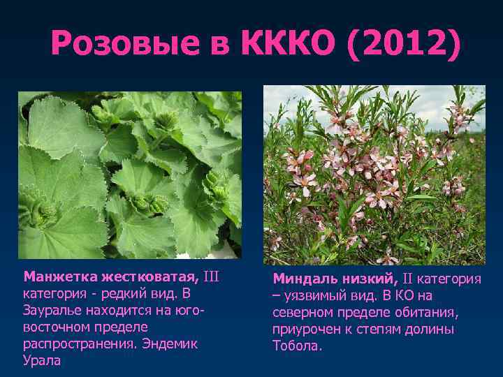   Розовые в КККО (2012) Манжетка жестковатая, III  Миндаль низкий, II категория