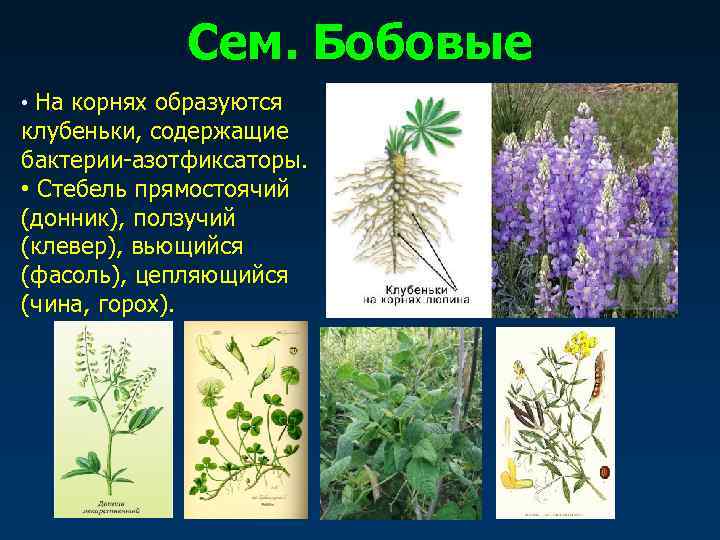    Сем. Бобовые • На корнях образуются клубеньки, содержащие бактерии-азотфиксаторы.  •