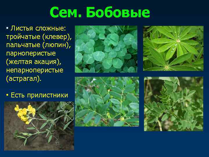   Сем. Бобовые • Листья сложные: тройчатые (клевер), пальчатые (люпин), парноперистые (желтая акация),