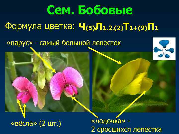   Сем. Бобовые Формула цветка: Ч(5)Л 1. 2. (2)Т 1+(9)П 1 «парус» -