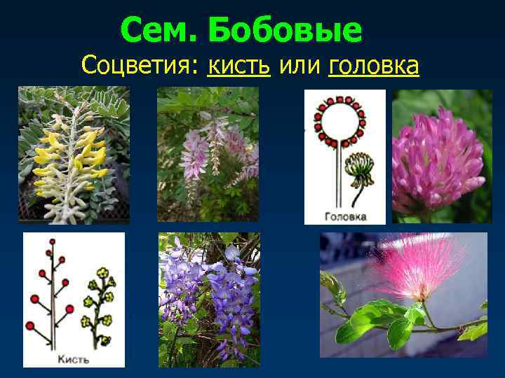   Сем. Бобовые Соцветия: кисть или головка 