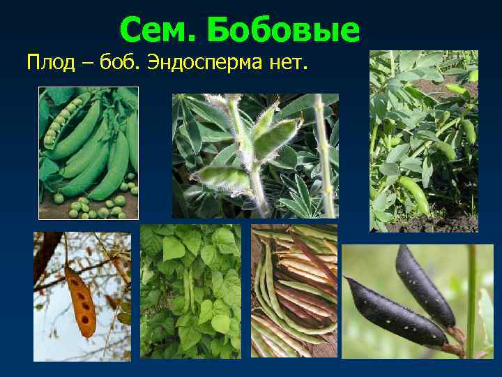   Сем. Бобовые Плод – боб. Эндосперма нет. 