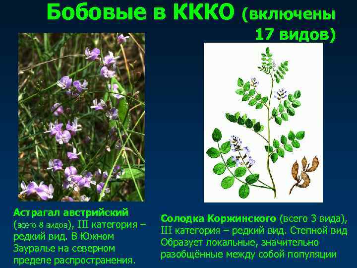   Бобовые в КККО (включены     17 видов) Астрагал австрийский