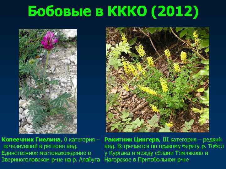    Бобовые в КККО (2012) Копеечник Гмелина, 0 категория – Ракитник Цингера,