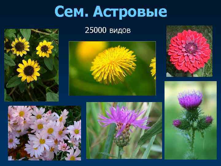 Сем. Астровые  25000 видов 