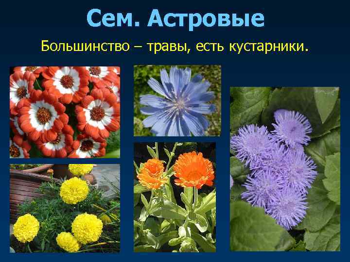  Сем. Астровые Большинство – травы, есть кустарники. 