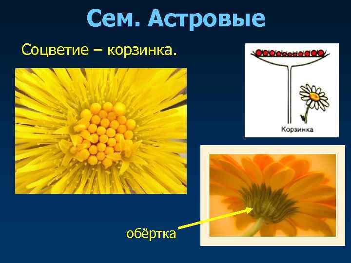   Сем. Астровые Соцветие – корзинка.    обёртка 