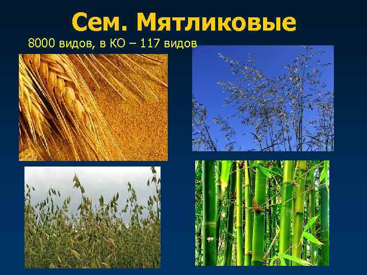   Сем. Мятликовые 8000 видов, в КО – 117 видов 