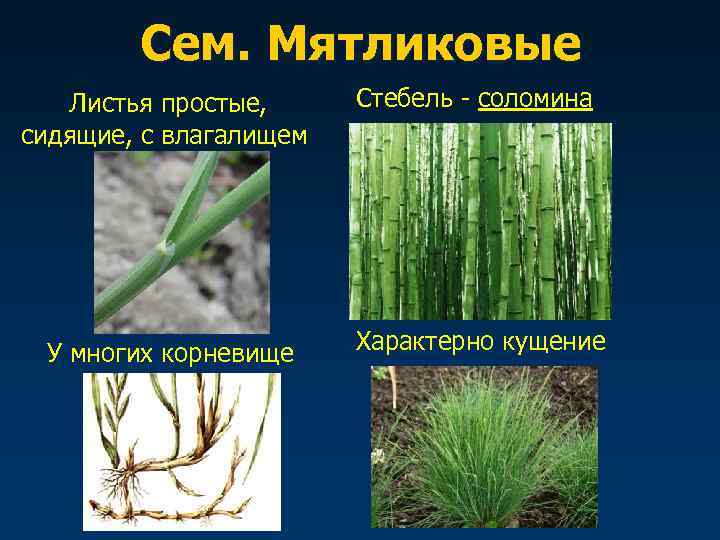   Сем. Мятликовые  Листья простые,  Стебель - соломина сидящие, с влагалищем