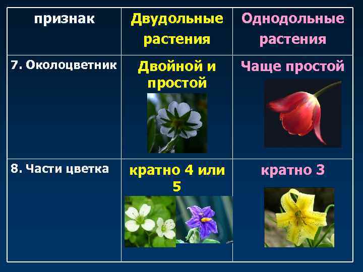   признак  Двудольные Однодольные    растения 7. Околоцветник  Двойной