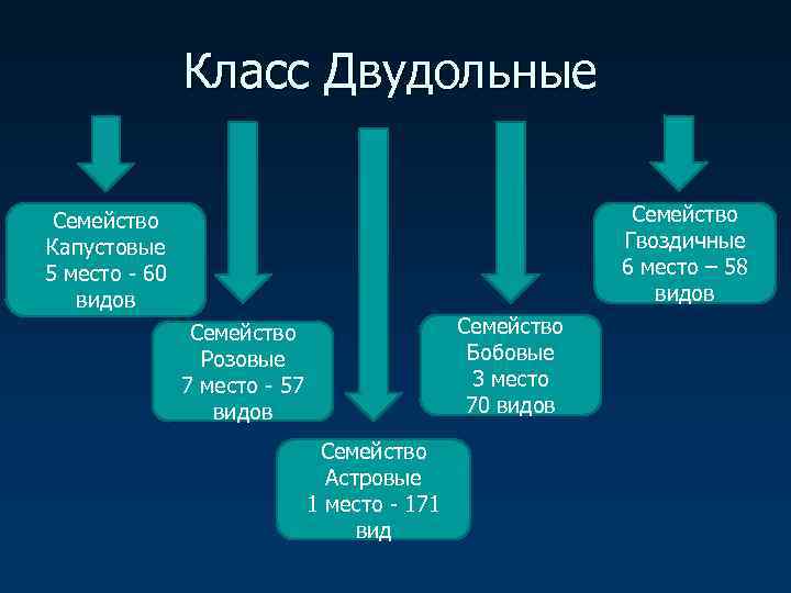     Класс Двудольные  Семейство     Семейство Капустовые