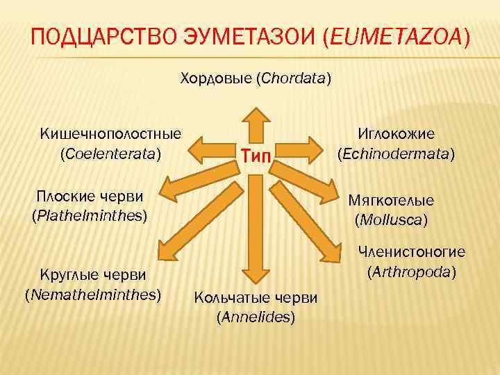 ПОДЦАРСТВО ЭУМЕТАЗОИ (EUMETAZOA)     Хордовые (Chordata)  Кишечнополостные   