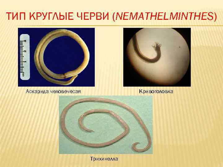ТИП КРУГЛЫЕ ЧЕРВИ (NEMATHELMINTHES)  Аскарида человечесая    Кривоголовка   