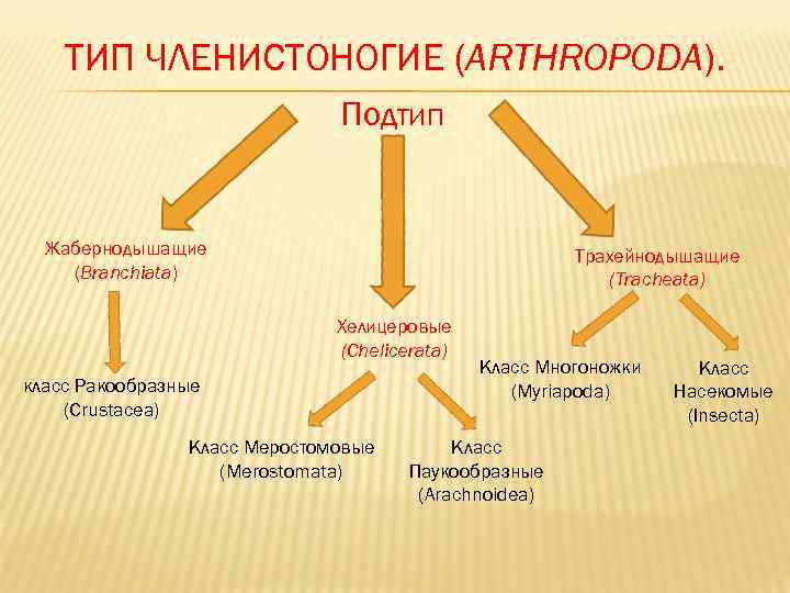   ТИП ЧЛЕНИСТОНОГИЕ (ARTHROPODA).      Подтип Жабернодышащие  