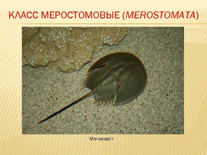 КЛАСС МЕРОСТОМОВЫЕ (MEROSTOMATA)   Мечехвост 