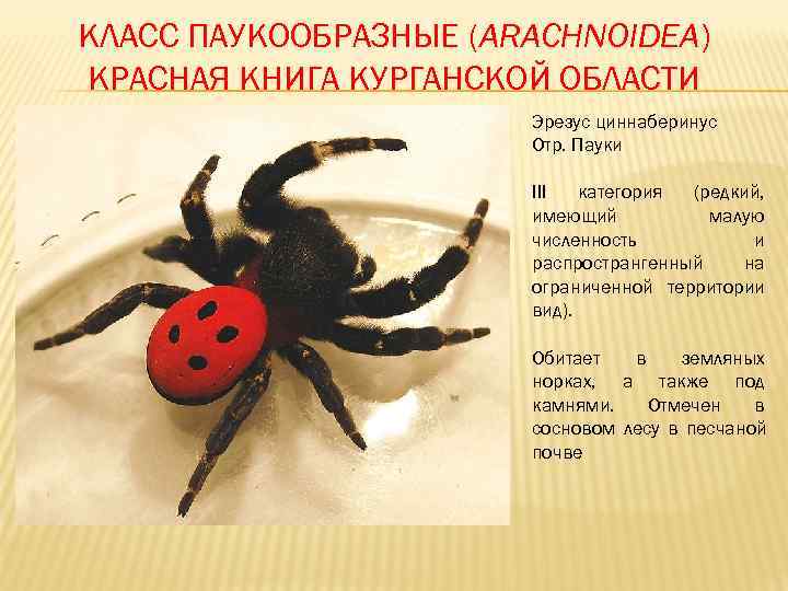 КЛАСС ПАУКООБРАЗНЫЕ (ARACHNOIDEA) КРАСНАЯ КНИГА КУРГАНСКОЙ ОБЛАСТИ    Эрезус циннаберинус  