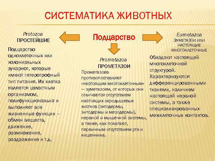     СИСТЕМАТИКА ЖИВОТНЫХ Protozoa     Eumetazoa  ПРОСТЕЙШИЕ