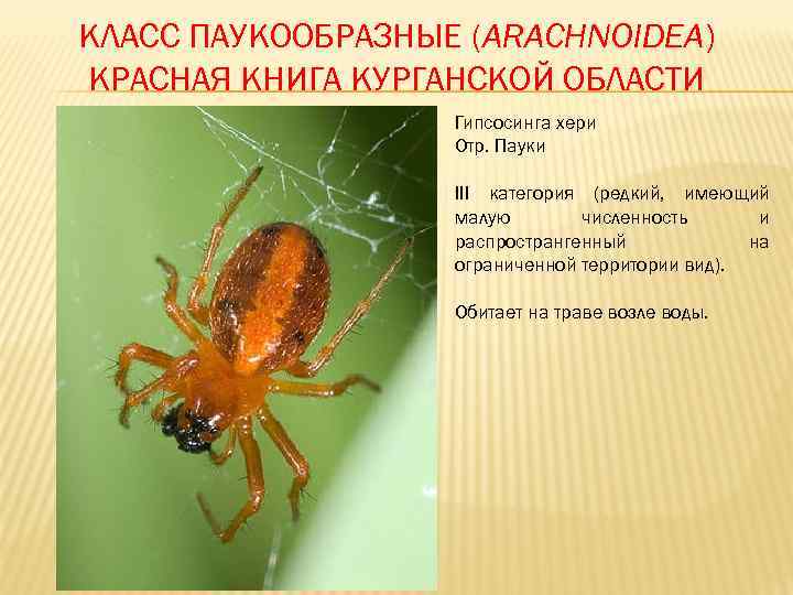 КЛАСС ПАУКООБРАЗНЫЕ (ARACHNOIDEA) КРАСНАЯ КНИГА КУРГАНСКОЙ ОБЛАСТИ    Гипсосинга хери  
