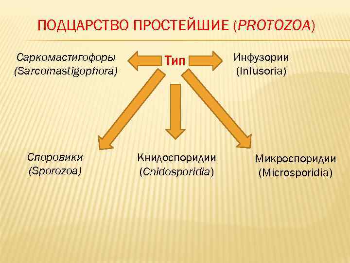   ПОДЦАРСТВО ПРОСТЕЙШИЕ (PROTOZOA) Саркомастигофоры   Тип   Инфузории (Sarcomastigophora) 