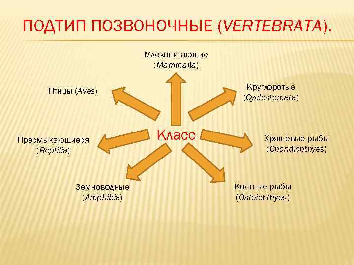 ПОДТИП ПОЗВОНОЧНЫЕ (VERTEBRATA).      Млекопитающие     (Mammalia)