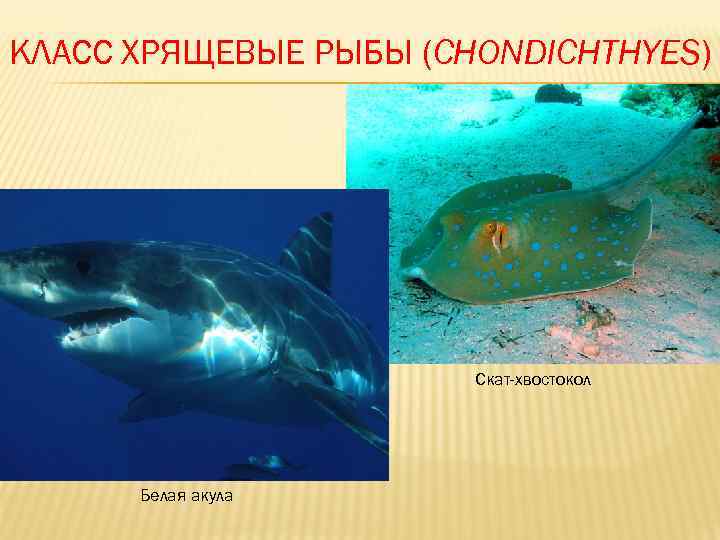 КЛАСС ХРЯЩЕВЫЕ РЫБЫ (CHONDICHTHYES)      Скат-хвостокол  Белая акула 