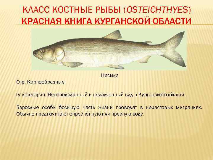 Рыба нельма фото и описание чем полезна и как приготовить