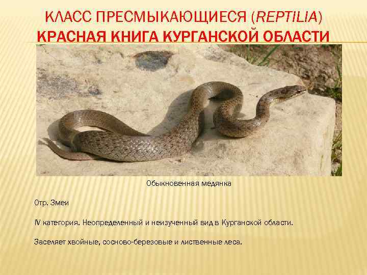  КЛАСС ПРЕСМЫКАЮЩИЕСЯ (REPTILIA) КРАСНАЯ КНИГА КУРГАНСКОЙ ОБЛАСТИ      