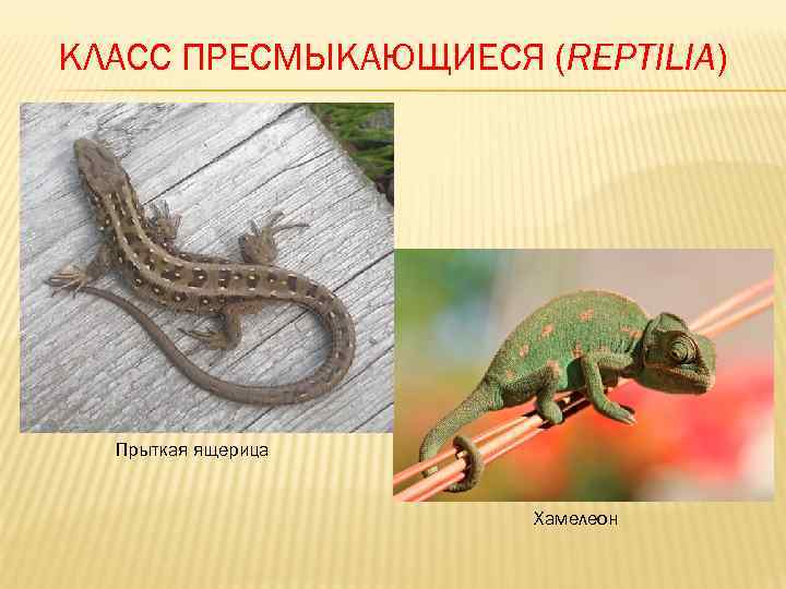 КЛАСС ПРЕСМЫКАЮЩИЕСЯ (REPTILIA)  Прыткая ящерица     Хамелеон 